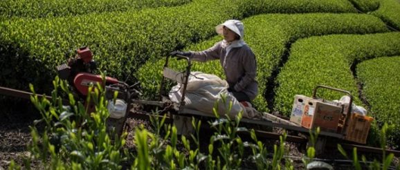 Роботы заменят фермеров в Японии