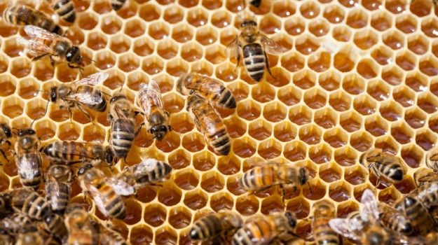 Пчёлы и мёд
